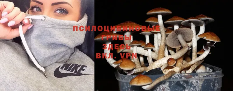 Псилоцибиновые грибы Psilocybe  купить наркоту  Верхний Уфалей 